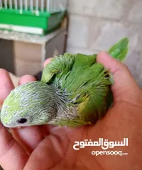  3 جوز دورا معهم  3 فراخ ماشاء الله عليهم صحة ونظافة 180 دينار