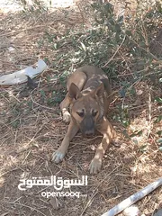  11 اكلاب للبيع جولدن وا مالينو
