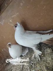  11 بلوني الماني جوز اسود و اصفر و طيرة صفره و فراخ