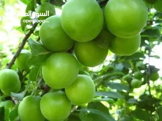  19 اقوى عروض بالمملكة   يوجد #مختصين #لتقليم #ورش #الاشجار #وصيانه #الحدائق