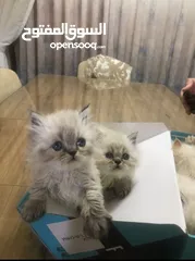  4 قطط هملايا للبيع