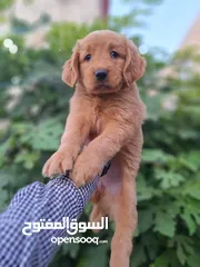  4 جراء جولدن مستوى عالي جدا