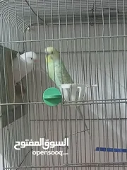  7 كنارات  وجواز حب شغالات  للبيع