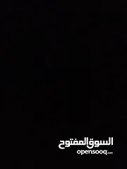  16 كلب زينة kokoni للبيع بسعر نار