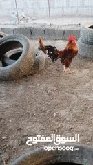  7 دجاج اللبيع