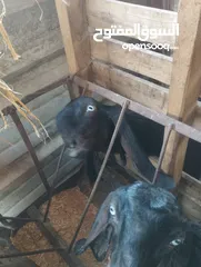 2 عنزة شامية للبيع