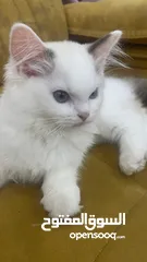  6 قطه انثى رغدول بيور دم صافي