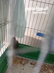 2 حسون ترابي و حسون هملايا