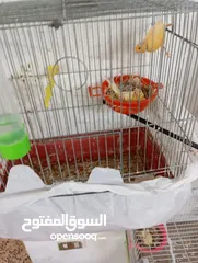  8 عصافير كناري للبيع كامل الطيور مع القفاص