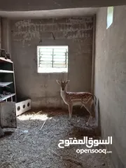  17 غزال هولندي