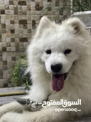  1 كلب سامويد هايسكي للبيع السعر 650 الف المكان بغداد كلب لعوب ونشط ونضيف ومتدرب