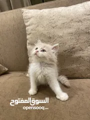  5 قطط شيرازيه