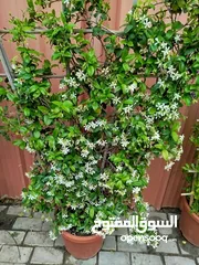  19 تنسيق الحدائق جميع مناطق الكويت