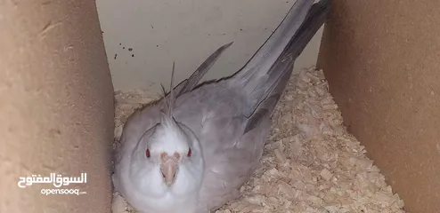  1 كوكتيل فالو وايت فيس