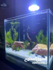  2 New Mini Planted Aquarium