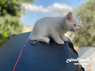  2 مكس الام بريتش الأب سكوتش