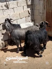  1 عقائق ذبائح نذر بلدي لحم و سن نظيف للبيع