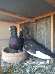  4 جوز مساويد شغالات ومطاردات عبيض