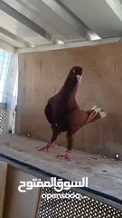  2 شكلي احمر طير زق