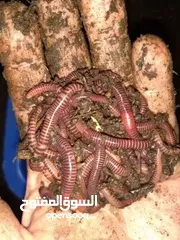  14 مقالب  رعب و نهفات مزح  حشرات دود   و اقعى صرصور و عنكبوت مقلب صدمه مصنعه من السيلكون