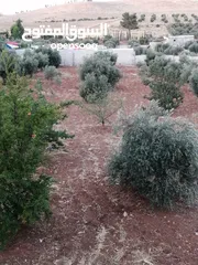  2 مزرعه للبيع من الملك مباشره