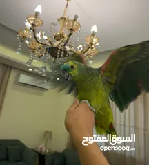  2 بلوفرنتد من اقوى الحبات بالاردن اليف جدا متكلم قوي سوره الكوثر ، الف صلاه وسلام ، ويه ويه بابا جا