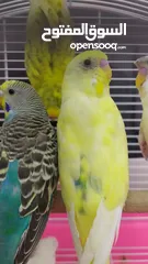  1 Ready to egg adult Budgies