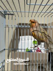  2 فحل كناري موزاييك وفحل ابيض سعر الواحد مع قفصه 20 تغريد قوي