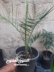  2 اشجار زينه ومثمر