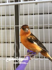  5 فحل جوكر احمر ابو فراخ زي نار بغني بيدك  التسليم الجبيهة