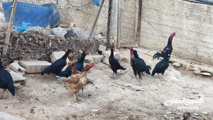  8 باكستاني نخب