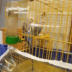  1 طيور الحب البادجي ذكر وانثى شقالين