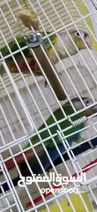  2 جوز قرين شيك شغال