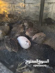  4 طيور السمان