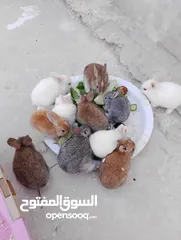  2 ارانب بلدي فرنسي عمر شهر للبيع صحه ممتازه جدا وتربيه منزل وتب نظافه الرجاء عدم اجراء المكالمات     .