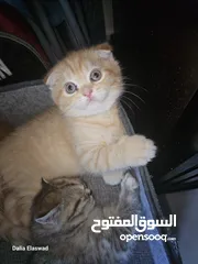  27 قطط سكوتش فولد  scotich fold kitten