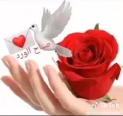  1 مطلوب شقه للايجار