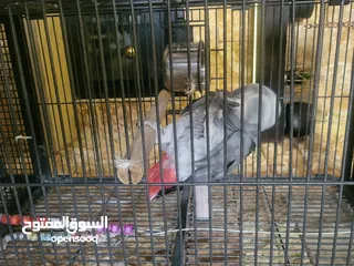  11 ببغاء كاسكو أليف متكلم بطلاقة