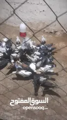  3 حمام للبيع انواع 30 جوز