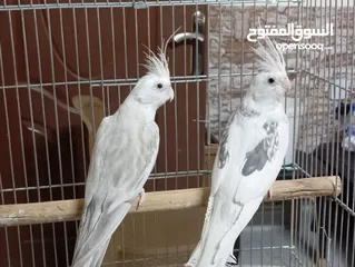  8 كوكتيل فالو وايت فيس