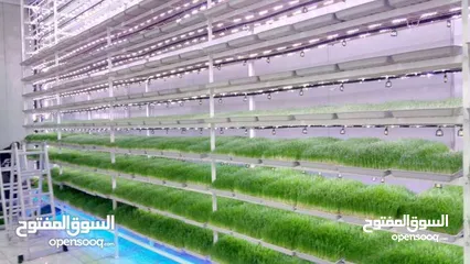  25 استنبات شعير  شعير مستنبت Sprouted   صواني استنبات شعير Barley germination barley