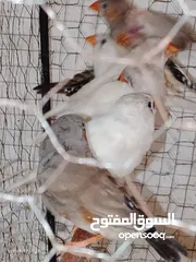  10 طيور جنه    27 حبه مخاليف