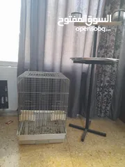  1 كسسوارت طيور