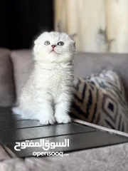  2 قط سكوتش فولد انثى تربل تايجر سلفر بيور عمرها 50 يوم متعوده على دراي فود واكل البيت و لتر بوكس