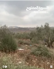  1 ارض للبيع 4 دنم مزروعة شجر رومي