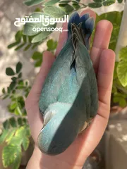  1 بيع طير اللوف بيرد-lovebird - طير الحب - لون أخضر - لطيف و أليف جدا -