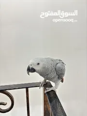  1 كاسكو ذكر - African grey parrot