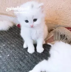  2 قــطــط لــلــبــيــع