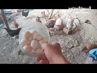  1 يوجد بيض عرب
