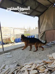 2 جيرمن شيبرد فل كلر مواصفات